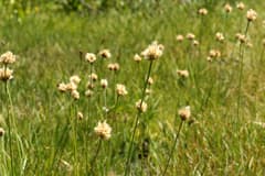 False Aralia (Brachythrix)