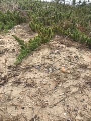 Needle Juniper (Juniperus rigida)