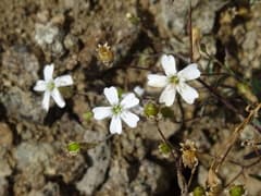 Rock Thrift (Atocion rupestre)