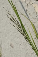Canegrass (Leptochloa fusca)