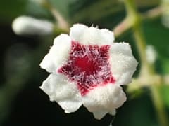Stinkvine (Paederia foetida)