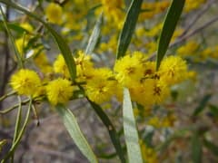 Acacia ausfeldii (Acacia ausfeldii)