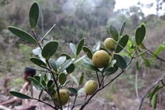 Madagascar olive (Noronhia)