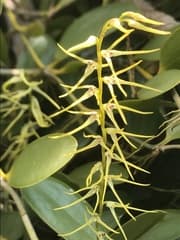 Restrepia (Anathallis)