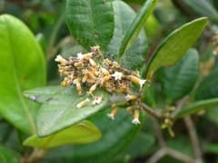 Chinese perfume plant (Alyxia sinensis)
