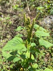 Green Amaranth (Amaranthus viridis)