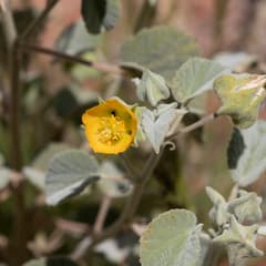 Abutilon (Abutilon otocarpum)