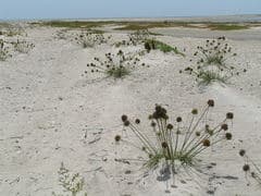 Thickstem flatsedge (Cyperus crassipes)