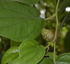 Air Potato (Dioscorea bulbifera)