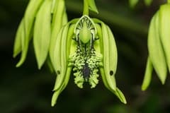 Black Orchid (Coelogyne pandurata)