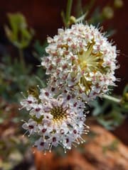 Wild Parsnip (Trachymene)