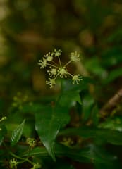 Umbrella plant (Blachia umbellata)