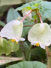 Begonia albidosetulosa (Begonia albidosetulosa)