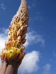 Large Leaved Aloe (Aloe macroclada)