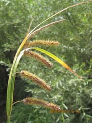 Many-flowered sedge (Carex polysticha)