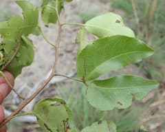 Copaiba (Copaiva)