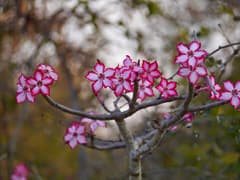 Desert Rose (Adenium multiflorum)