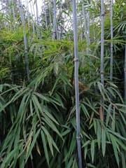 Himalayan bamboo (Drepanostachyum)