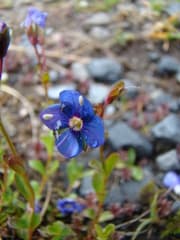 Rock Speedwell (Veronica fruticans)