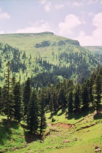 Nordmann Fir (Abies nordmanniana)