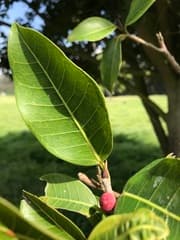 Nonepotting: Ficus soatensis should be repotted every 2-3 years in the spring. (Ficus soatensis)