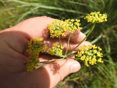 African mountain parsley (Afrosciadium magalismontanum)