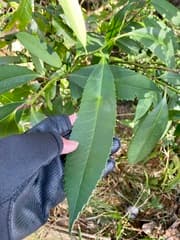 Dahoon Holly (Ilex latifolia)