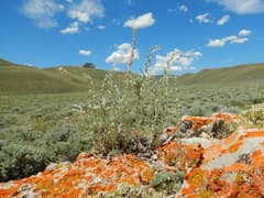 Wormwood (Absinthium)