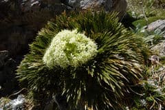 Monro's Spaniard (Aciphylla monroi)