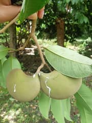 Guatambu (Aspidosperma)