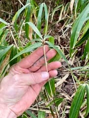 Dwarf Bamboo (Pleioblastus)