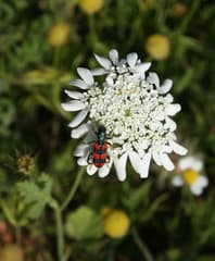 Artedia squamata (Artedia squamata)