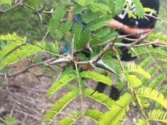 Collina (Acacia collinsii)