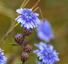 Globe daisy (Globularia)