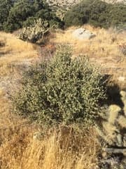 Mexican olive (Bernardia)