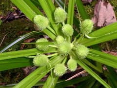 Largeleaf Flatsedge (Cyperus macrophyllus)