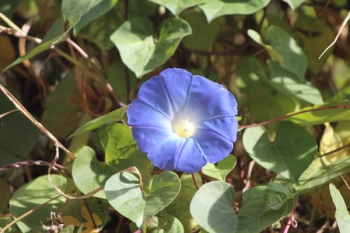 Heavenly Blue Morning Glory (Ipomoea tricolor)