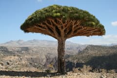 Dragon Tree (Dracaena)