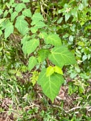 Hawthorn Maple (Acer crataegifolium)