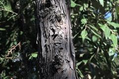 Karnali cypress (Cupressus karnaliensis)