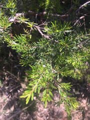 Twiggy Heath-myrtle (Babingtonia virgata)