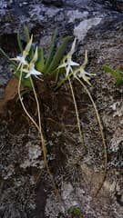 African star orchid (Jumellea)