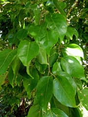 Homalium acuminatum (Homalium acuminatum)