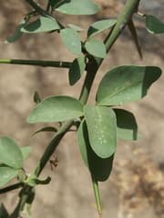 Desert Date (Balanites aegyptiaca)