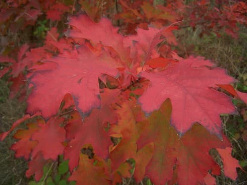 Red Oak (Quercus rubra)