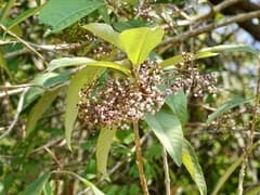 Beautyberry (Callicarpa nudiflora)