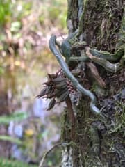 Thick-rooted Campylocentrum (Campylocentrum pachyrrhizum)
