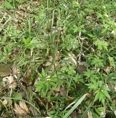 Dwarf Spindle (Euonymus nanus)