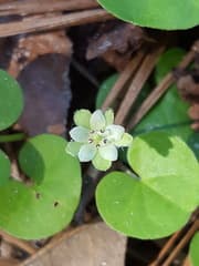 Dichondra (Dichondra carolinensis)