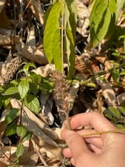 Horse Bush (Uraria)